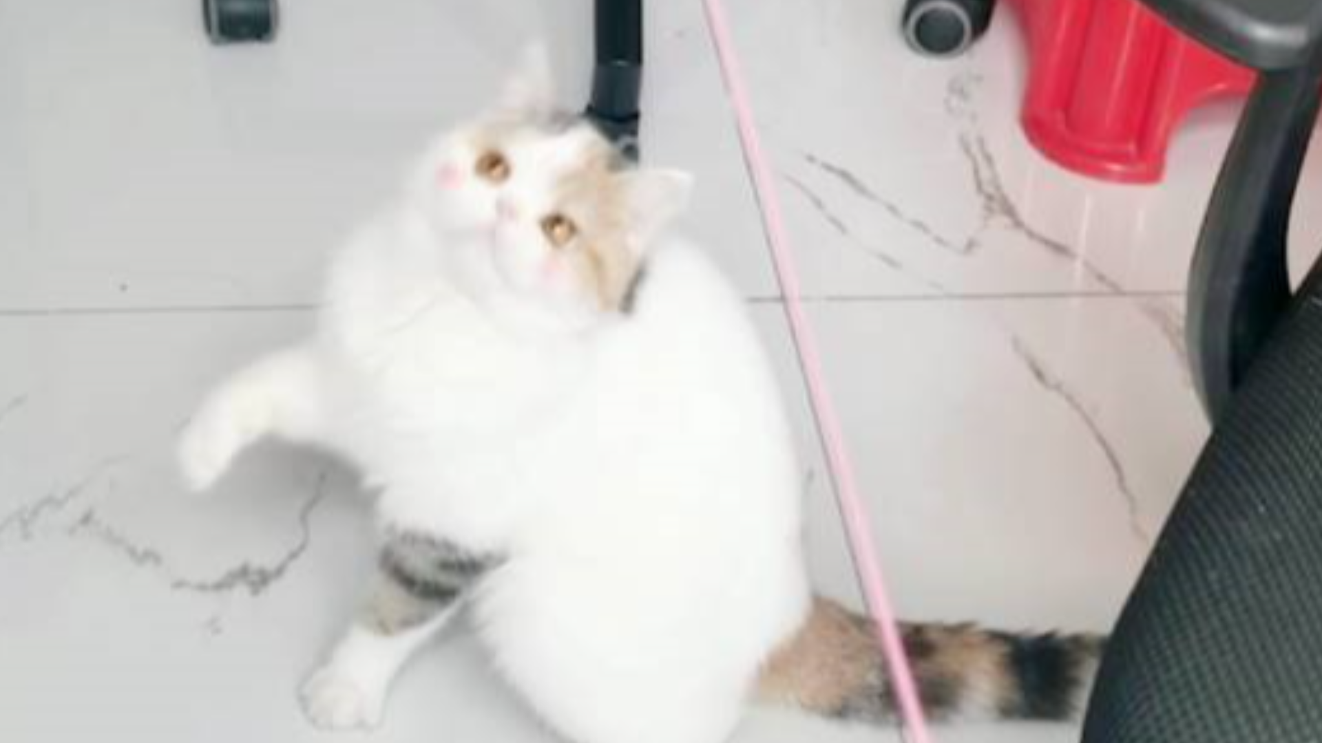 猫:为啥辛苦一整年,我没瘦反而更胖了呢?